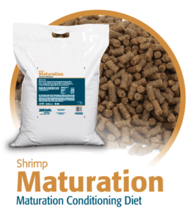 shrimp-maturation
