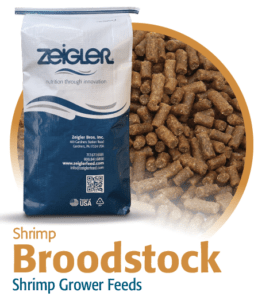 shrimp-broodstock