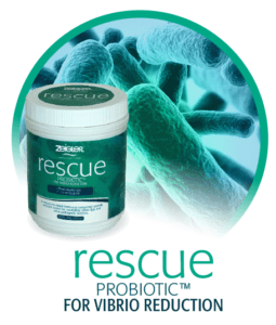 rescue